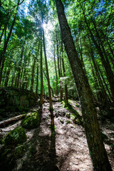 Summer sunshine coming through the forest in the Dells of the Eau Claire Park in Aniwa, Wisconsin
