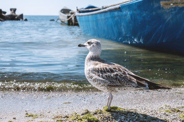 Photo of white seagull sitting by the beach.