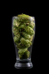 A beer glass full of hop cones on a black background.. The concept of making beer from hops.