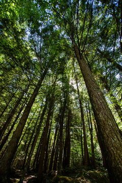 Summer sunshine coming through the forest in the Dells of the Eau Claire Park in Aniwa, Wisconsin