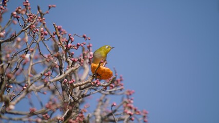 みかんの蜜を吸うメジロ