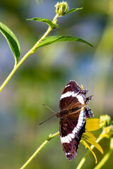 White admiral butterfly on a wild yellow flower in August