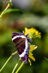 White admiral butterfly on a wild yellow flower in August