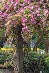 A climbing pink rose covering an arbor.