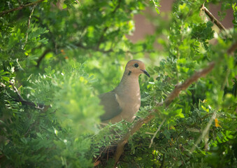 Dove on Nest