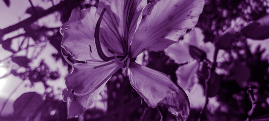 purple background and flowers