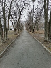 road in the woods