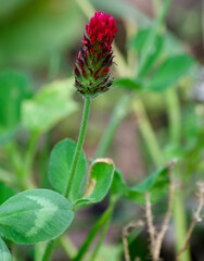 Inkarnat-Klee - Trifolium incarnatum