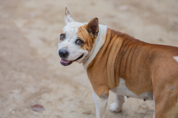 american staffordshire terrier