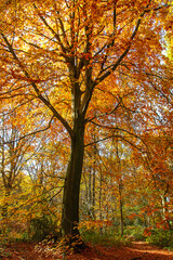 Fototapeta na wymiar Beech tree with autumnal foliage