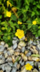 Scharfe Hahnenfuß - Ranunculus acris