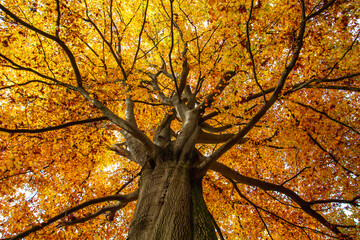 Beech tree with autumnal foliage - obrazy, fototapety, plakaty