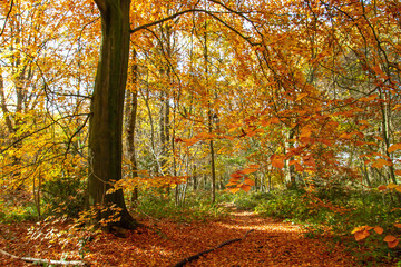 Beech trees autumnal woodland