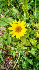 Sonnenblume - Helianthus annuus