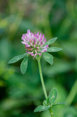 Wiesenklee - Trifolium pratense