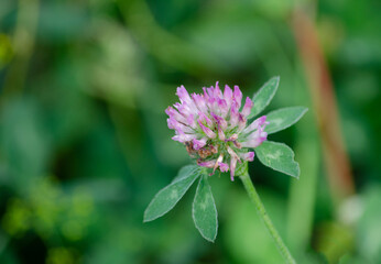 Wiesenklee - Trifolium pratense