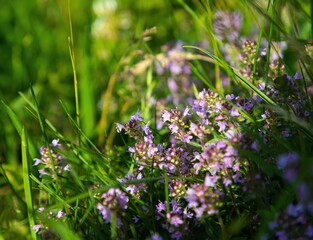 blue wildflowers in the grass summer sunny day