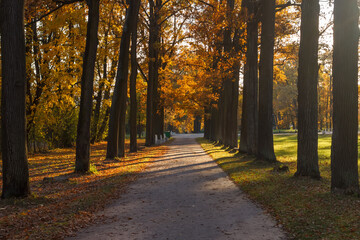 Fototapeta premium Alley in Alexander Park in Pushkin