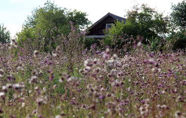 house on the meadow