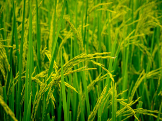 The golden ears of rice 