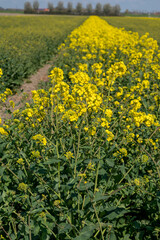 Botanical collection, Rapeseed Brassica napus bright-yellow flowering plant, cultivated for its oil-rich seed, source of vegetable oil and protein meal.