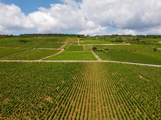 Aerian view on green grand cru and premier cru vineyards with rows of pinot noir grapes plants in...