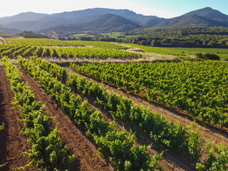 Wine making in  department Var in  Provence-Alpes-Cote d'Azur region of Southeastern France,...