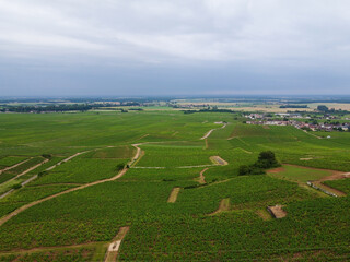 Aerian view on green grand cru and premier cru vineyards with rows of pinot noir grapes plants in Cote de nuits, making of famous red Burgundy wine in Burgundy region of eastern France.