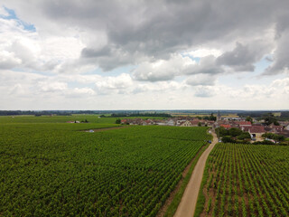 Fototapeta na wymiar Aerian view on green grand cru and premier cru vineyards with rows of pinot noir grapes plants in Cote de nuits, making of famous red Burgundy wine in Burgundy region of eastern France.