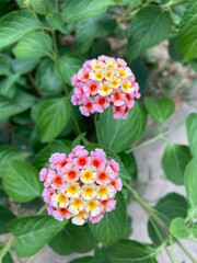 red and yellow flowers