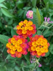 red and yellow flowers