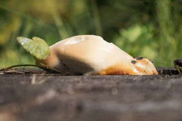 A wood-decay fungus (Ganodema resinaceum) on a dead tree