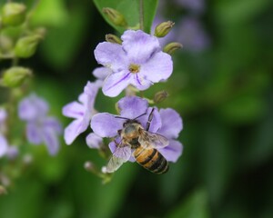 bee on a flower