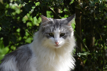 Naklejka na ściany i meble schöne weiss graue Katze im Garten