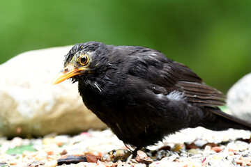 Amsel