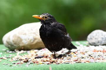 Amsel