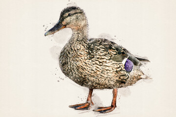 Duck. Female wild duck, mallard. Water bird. Aquarelle, watercolor illustration.