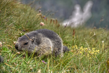 Murmeltier, Murmeltiere, Babymurmeltier, Murmeltierbabys, Murmeltierbaby, Jungtier, Affe, Äffchen,...