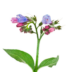 Common Comfrey (Symphytum officinale) plant isolated on a white background.