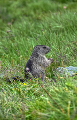 Babymurmeltier

Murmeltier, Murmeltiere, Babymurmeltier, Murmeltierbabys, Murmeltierbaby, Jungtier,...