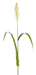 Sorghum bicolor, commonly called sorghum and also known as great millet, durra, jowari, jowar or milo. Isolated