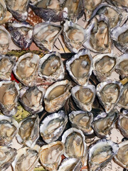 Display of fresh Pacific oysters on the half shell.    