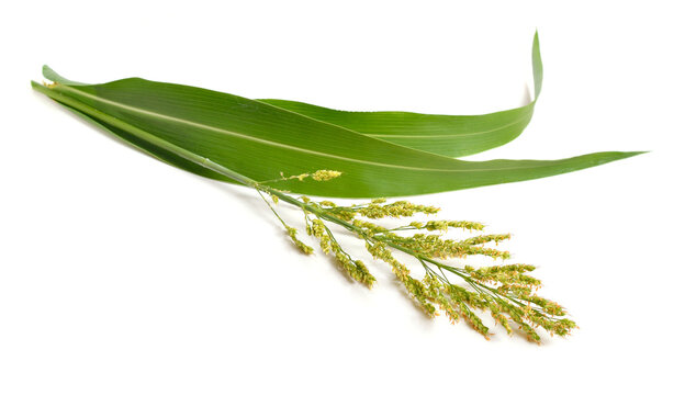 Sorghum bicolor, commonly called sorghum and also known as great millet, durra, jowari, jowar or milo. Isolated