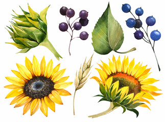 Watercolor illustration. Autumn set of plants. Sunflowers, leaves and berries.