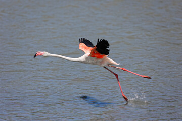 Décollage d'un flamant rose sur un plan d'eau