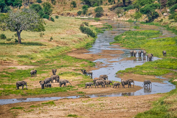 Fototapeta na wymiar Big elephant herd crossing a river in huge valley in serengeti national park, Tanzania