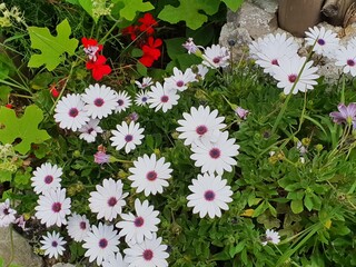 flowers in the garden