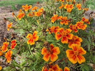 orange flowers in the garden