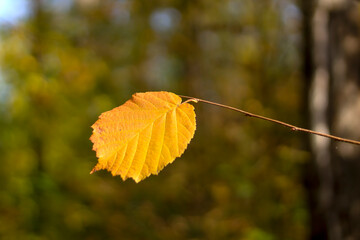 Bright autumn leaf hanging alone on tree branch, against the background of autumn forest. Alnus glutinosa. Topic - autumn, Indian summer, beautiful withering of nature. Alnus glutinosa