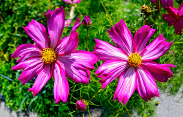 Obraz premium two lilac blossoms of a cosmos bipinnatus